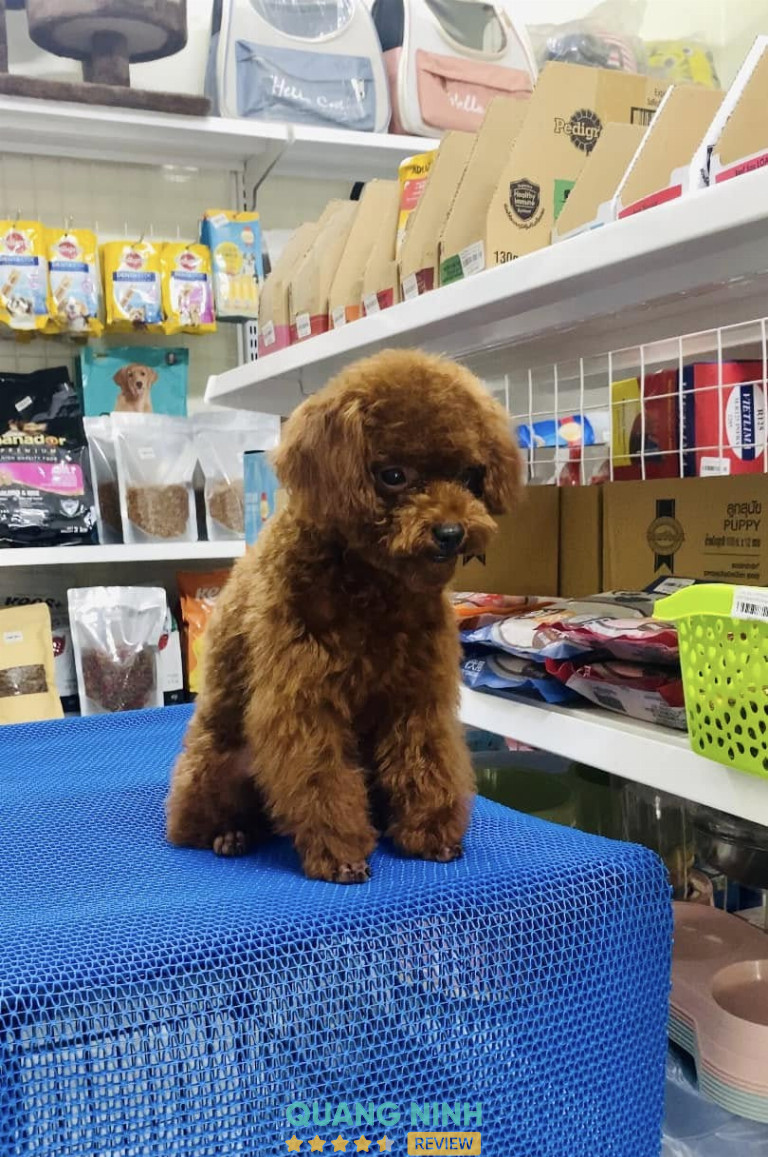 Su Pet's House – hình ảnh 2
